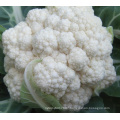 CF40 Genius 40 days extra early maturity hybrid cauliflower seeds